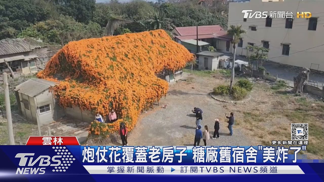 炮仗花覆蓋老房子 糖廠舊宿舍「美炸了」