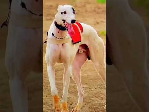 greyhound maharashtra/🤘💥/dogs race resal/kholapur racing club/rajmudra racing club💥🤘