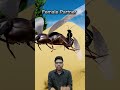 रात में कीड़े क्यों Crickets की आवाज करते है