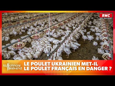 , title : 'Le poulet du dimanche en danger à cause du poulet ukrainien ?'