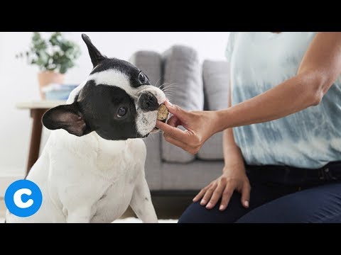 download lagu mp3 mp4 Low Fat Dog Chews, download lagu Low Fat Dog Chews gratis, unduh video klip Low Fat Dog Chews