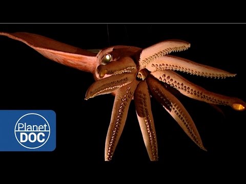 Kraken Project; In search of the Giant Squid | Full Documentaries - Planet Doc Full Documentaries