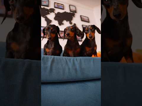 Pollo Eléctrico 🍗⚡️😱 #perrosalchicha