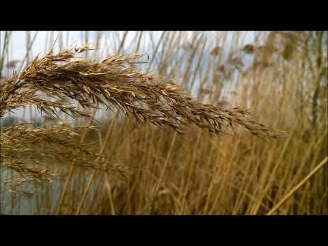 SALMO 1 LA BEATITUDINE DEL GIUSTO