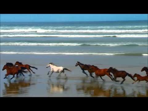 Wild horses remix TF