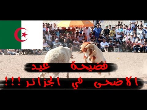 فضيحة عيد الاضحى 2017 في الجزائر !!! (كارثثثثثة!!)