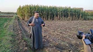 يا حضرت العمده ابنك حميده حدفني بسافنديه من فيلم ولاد الاصول للمخرج يسري العرضي