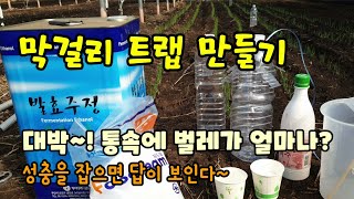 페트병으로 막걸리트랩 만들기로 막걸리트랩 비율과 설치 방법 벌레는 얼마나 잡혔을까요?