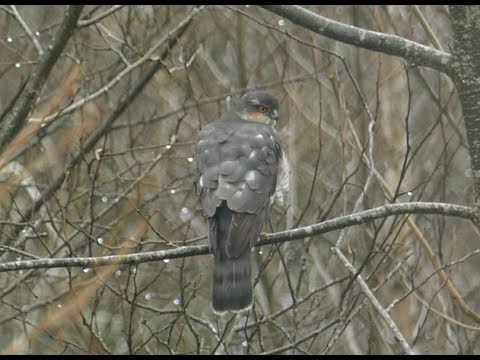 Sparrowhawk hunting technique