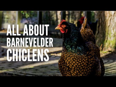 , title : 'Barnevelder Chickens - Everything You Need to Know'