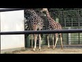 Giraffe Pooping