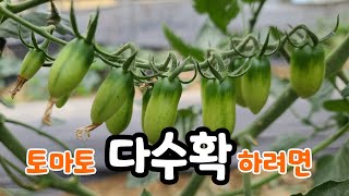 토마토 맛나고 다수확 하려면