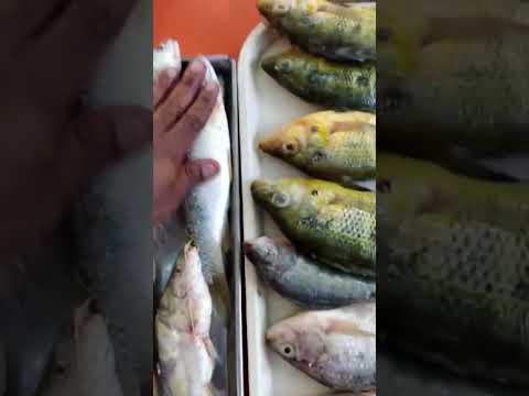 diferentes especies de pescado sacados de las sienegas de magangue bolivar