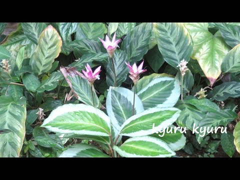 スターフルーツ、ゴレンシ 植物