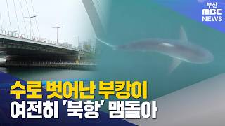 수로 벗어난 부캉이.. 여전히 '북항' 맴돌아 (2026-10-24,토/뉴스데스크/부산MBC)