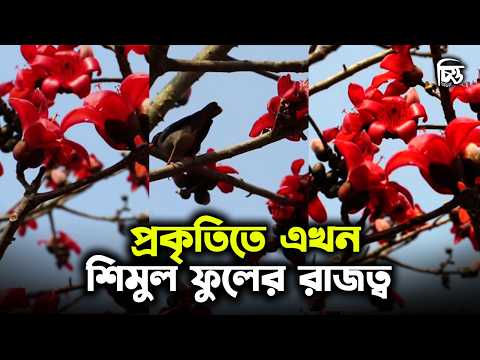 Shimul flower reigns in nature now | Chitta Media