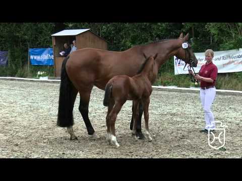 CH265 Stutfohlen von Casall   Carthago   Caletto II