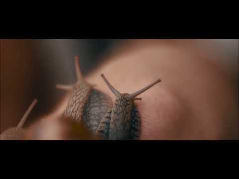 Makunouchi Bento - Bodrog: Snails