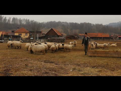 IN SATUL JIET NE AM INTALNIT CU DOMNUL BARB UN CRESCATOR DE OI  FOARTE RESPECTAT PENTRU MUNCA SA!