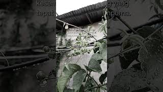 Download lagu Story Wa 30 Detik Terbaru Story Wa Terbaru mp3 Download lagu Story Wa 30 Detik Terbaru Story Wa Terbaru mp3