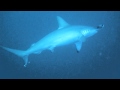 Hammerhead Coming Close