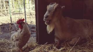 Just a couple of buddies hanging out