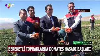 Bitlis'te domates hasadı başladı: Bölgede 1'inci, Türkiye'de 7'nci sır