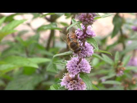 Kindersendung, Einspieler: Der Imker