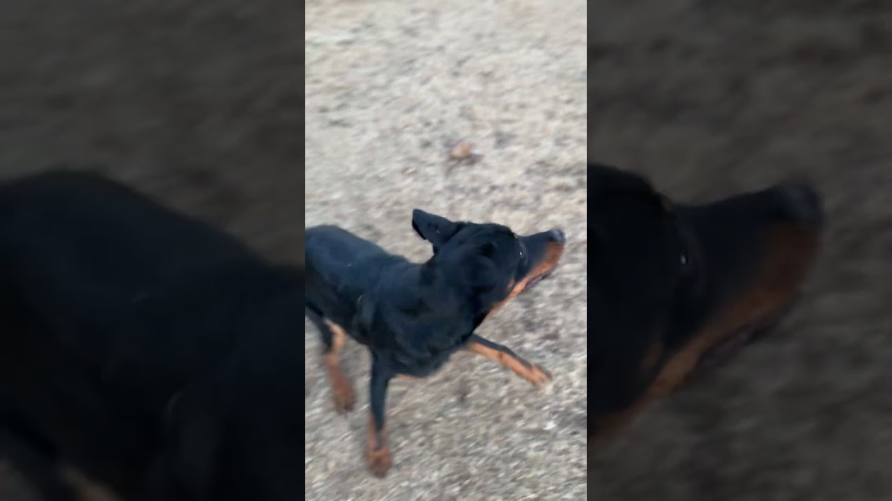 Enlarge Smalls, an adopted mixed breed in Fort Collins, CO video 6/6