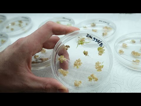 Brauchen wir neue Grüne Gentechnik? | ARTE Doku