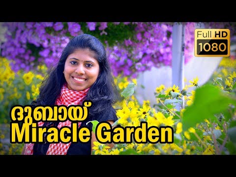 A GARDEN WITH 100 MILLION LIVE FLOWERS DUBAI MIRACLE GARDEN A GUINNESS RECORD | DUBAI | Vlog #12