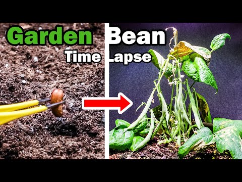 Growing Garden Green Bean Time Lapse - Seed to Pods