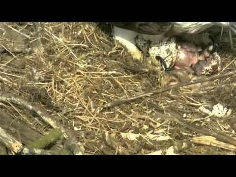 Rutland Ospreys 2013 - 19 May 15.42hrs - 2nd Egg Hatching