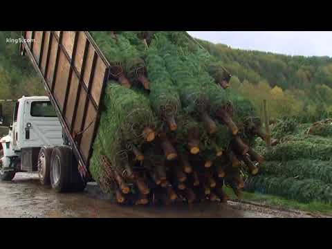 Christmas Tree booming harvest