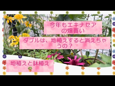 エキナセアを鉢や庭で育てるにはどうすればよいですか？ – 初心者の庭師へのアドバイス  庭園