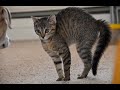 Cats Who Crab Walk! (A Compilation)