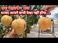 Ramfal kaisa  hota hai  | Testing Of Ramphal  Fruit