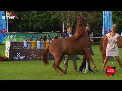 1 st place  N.22 NAPHIS MASAI MARA - Ströhen 2017 C-Show - Junior Fillies Championship (Class 16)