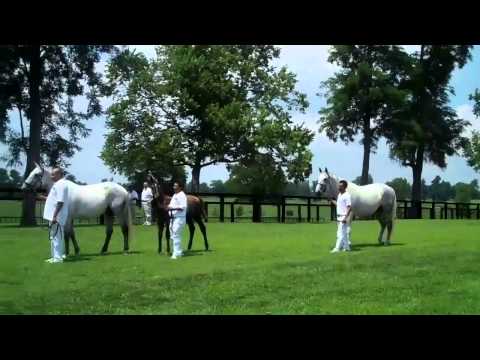 BWP/NAD Keuring (short version)