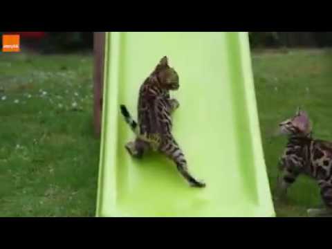 Amine abdess youssri