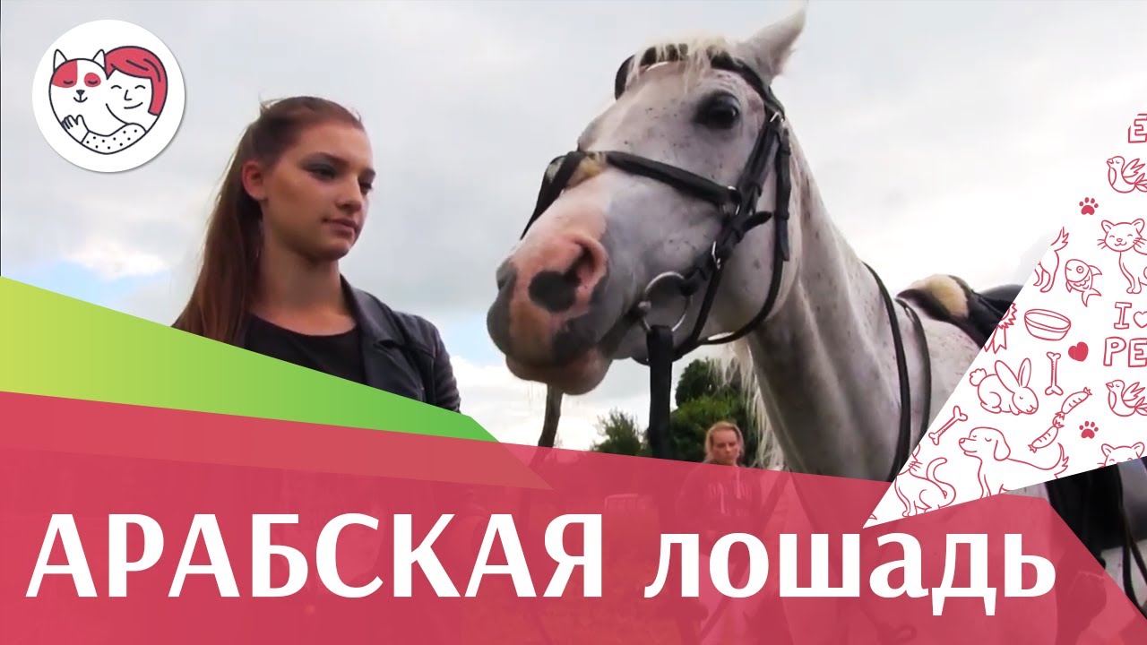 Арабская лошадь на ilikepet