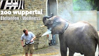 ELEFANTEN - Wellness im ZOO WUPPERTAL 🐘 | zoos.media