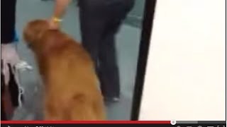 The Power of Animal Communication and Energy Healing -Body Work