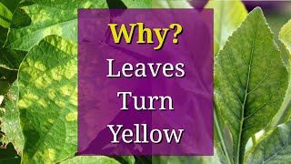 8 Reasons why Plant Leaves Turn Yellow