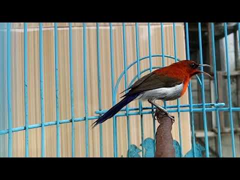 4000+ Gambar Burung Sepah Raja HD 4000+ Gambar Burung Sepah Raja HD