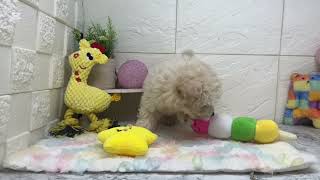 ハーフ犬の動画01