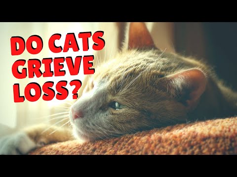 How Do Cats Grieve Loss? | Two Crazy Cat Ladies