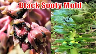 HOW TO REMOVE APHIDS & BLACK SOOTY MOLD