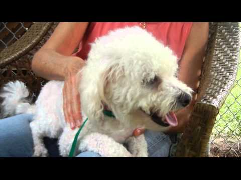 K-Addiley, an adopted Poodle in Houston, TX_image-1