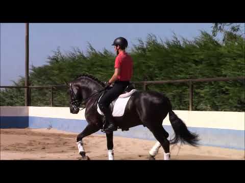 Limão - Páteo Lusitano